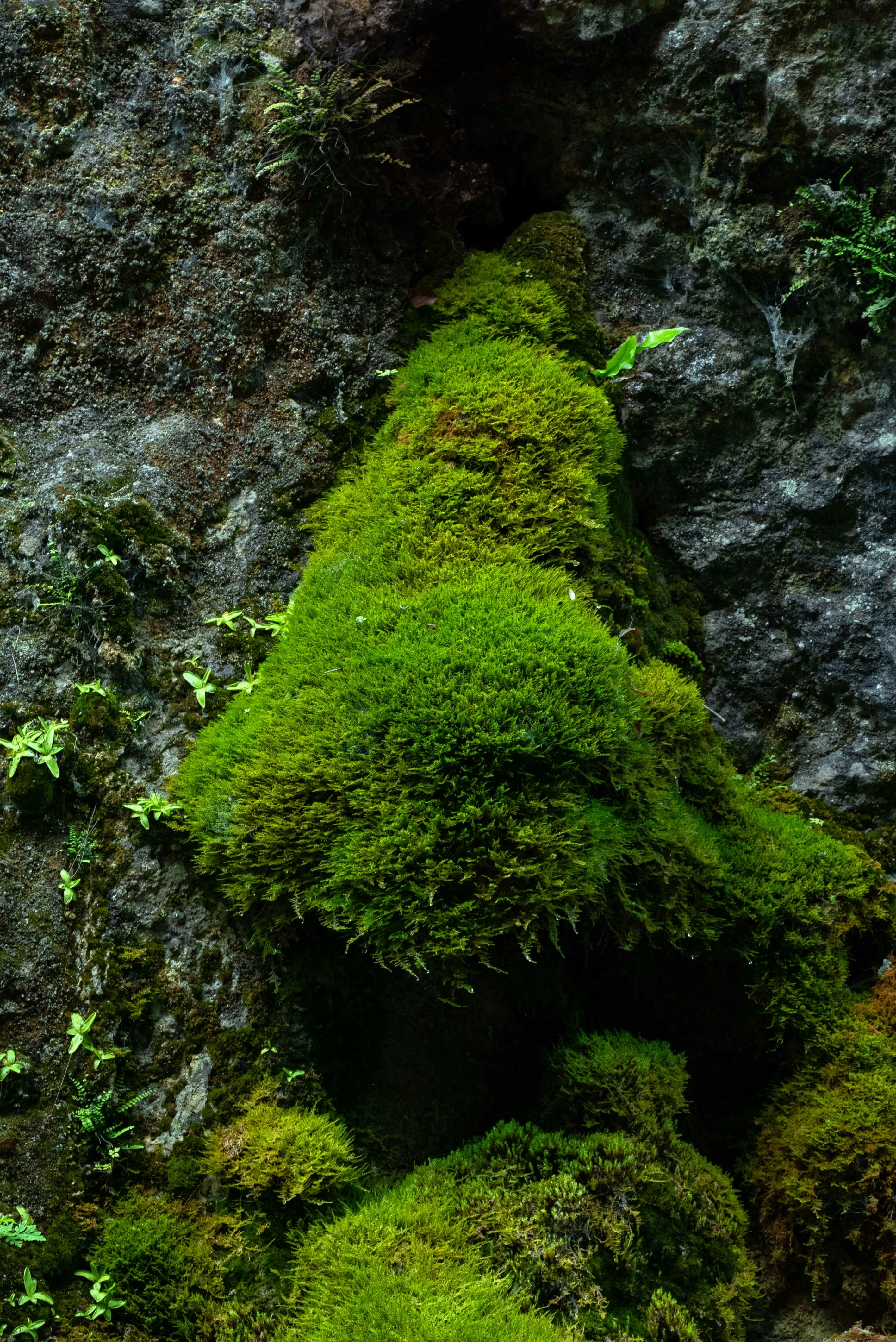 green moss on gray rock